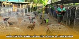 tính năng nổi bật trại gà đá cựa sắt
