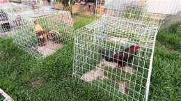tính năng nổi bật trại gà đá đảm sóc trăng