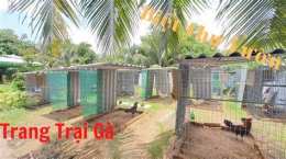 tính năng nổi bật trại gà đá đẹp