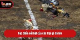 tính năng nổi bật trai ga da phung hoang