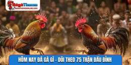 tính năng nổi bật trận gà đá giải hôm nay