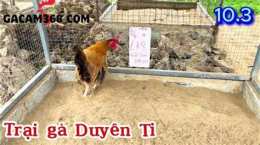 tính năng nổi bật trang da ga duyen ti