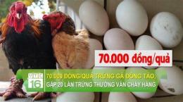 tính năng nổi bật trứng gà đông đá