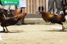 tính năng nổi bật tt da ga cua dao