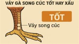 tính năng nổi bật vay ga da xau