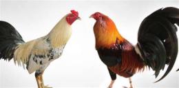 tính năng nổi bật việc làm nuôi gà đá