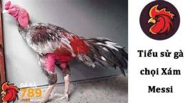 tính năng nổi bật xám messi đá gà