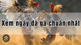 tính năng nổi bật xem đá gà ngày 28 tháng 7