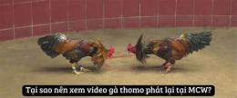 tính năng nổi bật xem phát lại đá gà thomo