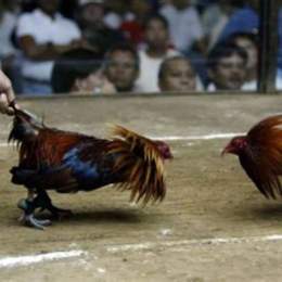 tổng hợp đá gà hôm nay