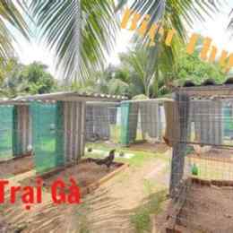 trại gà đá thomo