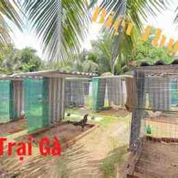 trại gà đá vn