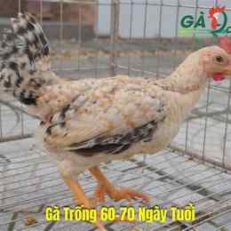 trận gà 9 cựa đá