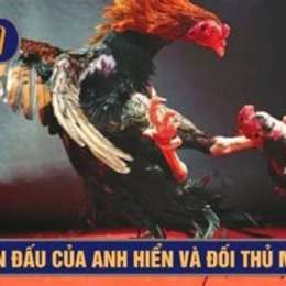 trận gà đá xổ 300 của duyên ti