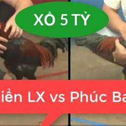 trận gà đá xổ 5 tỷ
