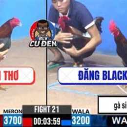 trận gà sinh đôi đá