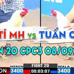 trận gà viên ti đá xổ 300