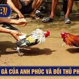 trận gà xám đá với chú phúc bình dương