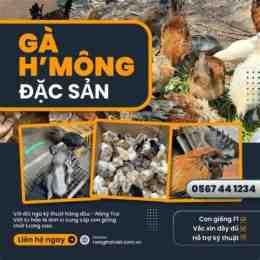trang da ga mang