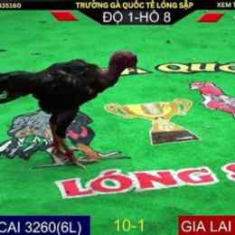 trực tiếp đá gà 30/6