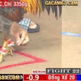 trực tiếp đá gà 67 chấm com