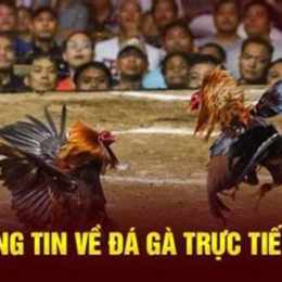 trực tiếp đá gà c3 14 1
