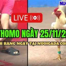 trực tiếp đá gà cúp c3 hôm nay