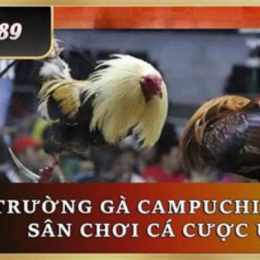 trực tiếp đá gà ga6789 phường 13, quận 4