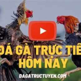 truc tiep da ga thomo co binh luan