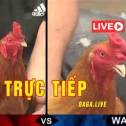 trưc tiêp đá gà thomo hôm nay