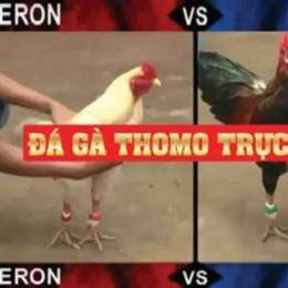 trực tiếp đá gà thomo ngày 10 tháng 9