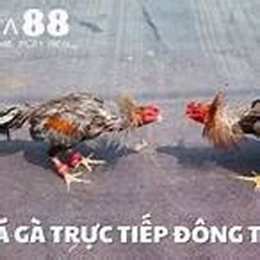 truc tiep da ga xaxia