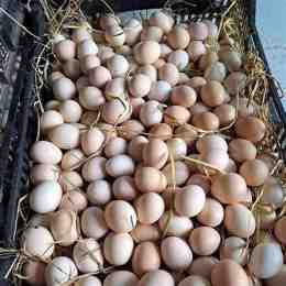 trứng gà đánh
