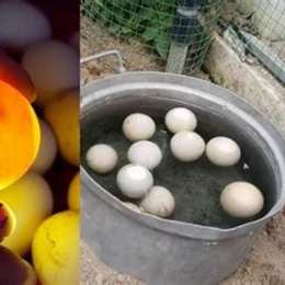 trứng gà để tủ lạnh bị đông đá