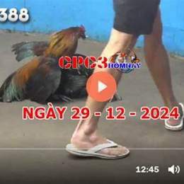 tuong thuat da ga thomo