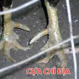 vảy gà đá cựa sắt