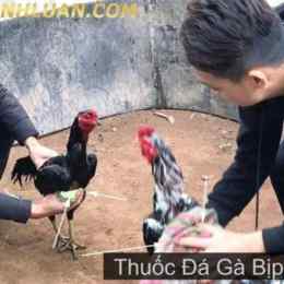 video đá gà bịp roykin