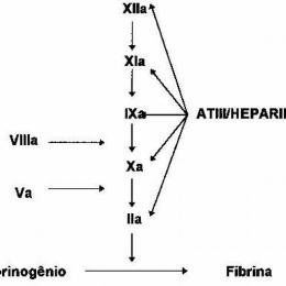 xa xia da ga