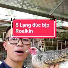 xem đá gà bịp roykin