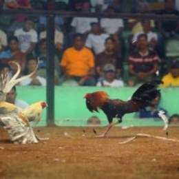 xem đá gà cựa dao philippines