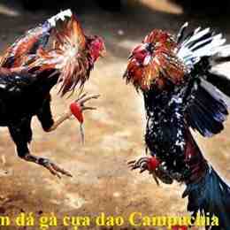 xem đá gà cựa dao trực tiếp campuchia