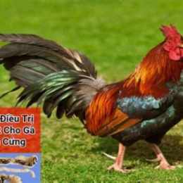 xem đá gà dagacampuchia