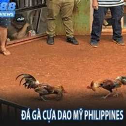 xem đá gà dao trực tiếp