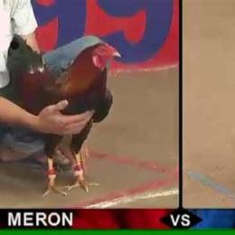 xem đá gà thomo ở đâu