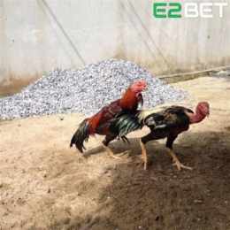 xem đá gà tre của sắt