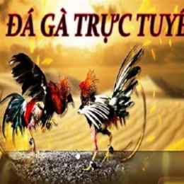 xem đá gà trực tuyến philippines