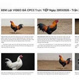 xem đa gà trực tuyến