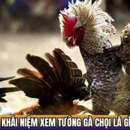 xem ga choi da