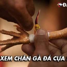 xem ga da cua sat hay nhat