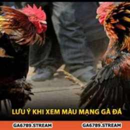 xem ga da thôm